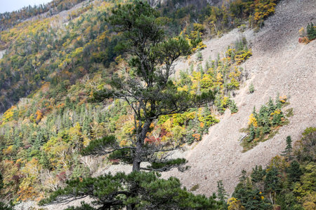 Pine tree on top of mountain in autumn season, Russia.の写真素材