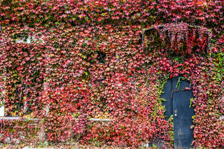Ivy and ivy on the wall of an old house.の写真素材