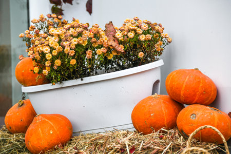 Pumpkins and chrysanthemums in a white potの写真素材