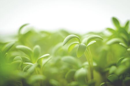 Green young fresh grass leaves on white background, close-up, soft focusの写真素材