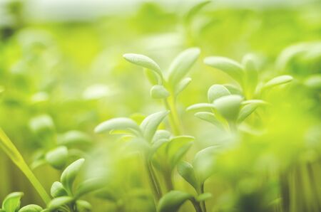 Green young fresh grass leaves in bright light, close-up, soft focusの写真素材