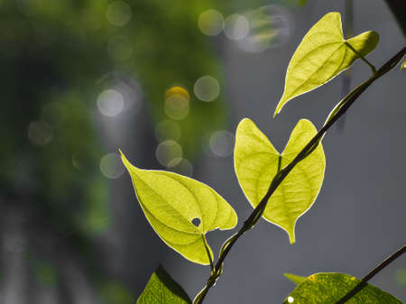Glowing heart-shaped leaves in morning sunlight. Wallpaper.の写真素材