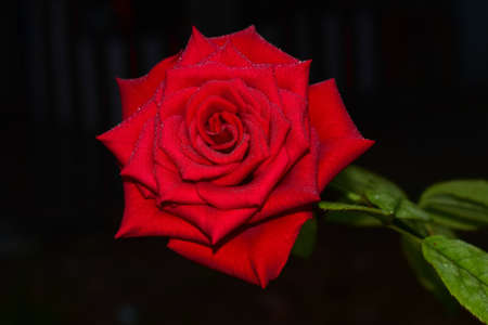 Beautiful red rose shining with snow drops on an isolated background.の写真素材