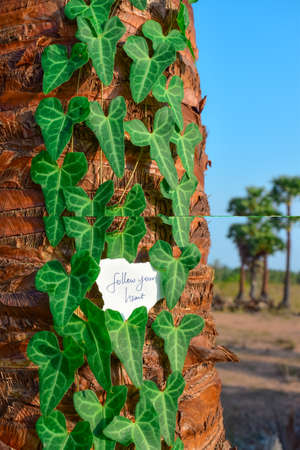 The follow your Heart- sign is placed in the middle of the heart shaped leaves on palm tree with blue sky background. Motivation concept image. Handwritten text on white paper piece.の写真素材