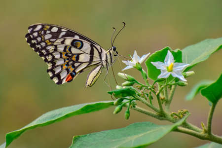 a beautiful Lime butterfly sitting on a wildflower.の写真素材
