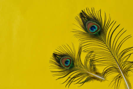 Two complete peacock feathers on a yellow background. view from above. flat lay. Space for text.の写真素材