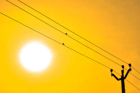 Two birds sitting on power lines against the bright sun, yellow sky. Welcome summer.の写真素材