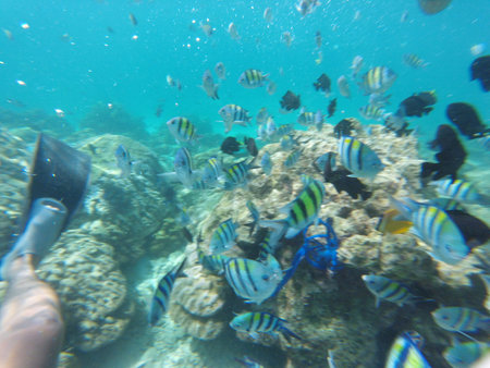 Underwater view of colorful tropical fish swimming around a snorkeler in clear blue sea
