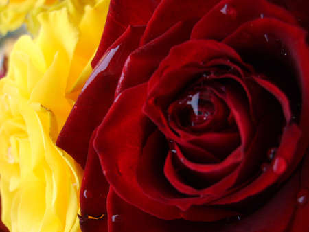 red&yellowの写真素材