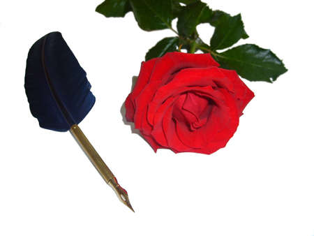 Quill and roseの写真素材