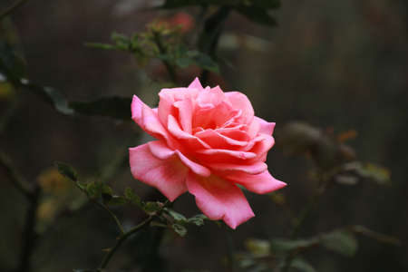pink roseの写真素材