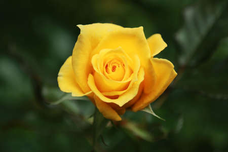 yellow just joey roseの写真素材