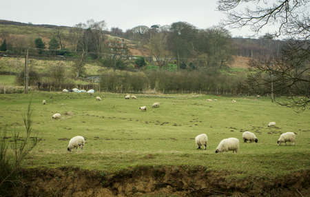 group of sheep eating grass, countryside lanscapeの写真素材