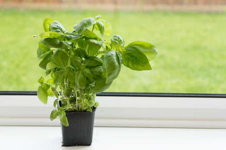 Fresh Living basil in black plastic pot plant next to kitchen windowの写真素材