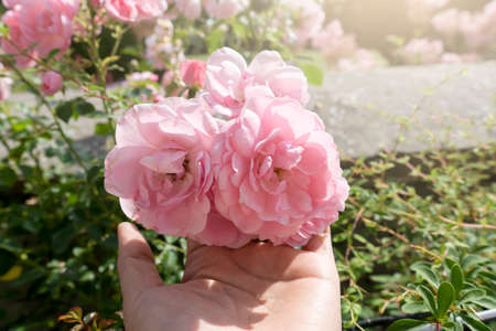 Woman hand holding pink english rose at english garden in a hot sunny day in summerの写真素材