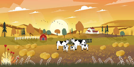 Cartoon landscape of Mid Autumn with sunrise view on harvested field with farmhouse, wood barn,cows and straw bales in the countryside,Panorama view of farmlands in fall season with orange foliage.のイラスト素材