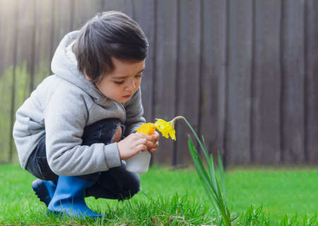 Active kid using spray bottle watering flowers in the garden, Child spraying water on daffodils flowers, Cute boy having fun with gardening, Children gardening conceptの写真素材