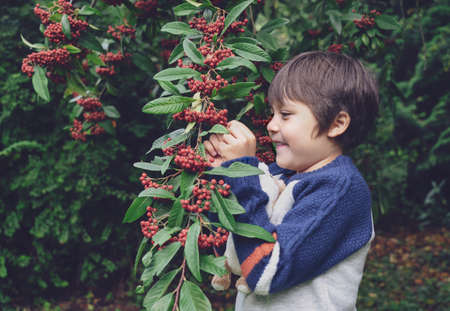 Portrait of Child boy picking wild fruit in Autumn forest. A happy kid  playing with his toy  in the park, Outdoor fun for children. の写真素材