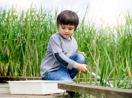 Portrait of  Kid boy catching creatures in pond with net in summer time, Selective focus of Child explorer and learning about wild nature in countryside, Summer camp outdoors activity for childrenの写真素材