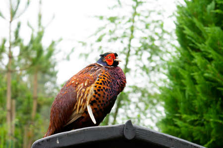 Side view of Ringneck Pheasant standing on roof with rain drops on his feathers, Phasianus colchicus or male - cock, The colourful feathers of birdの写真素材