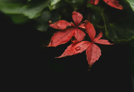 Red leaves with rain drop against blurry Autumn forest, Red vine leaves hanging on wall,Hanging...