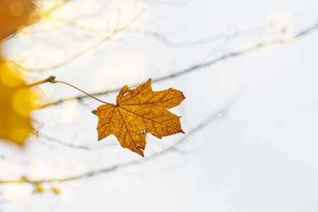 Bright yellow autumn leaf on twig with shallow focus,  Hight key orange leaf against white sky background, Beautiful  natural in fall season with copy spaceの写真素材