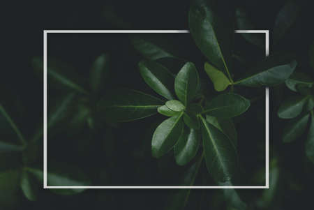 Top view leaves with white paper frame with copy space in dark light,  flat lay of green plant with shadow in picture frame,Backdrop of Beautiful Nature concept for Summer or Spring backgroundの写真素材