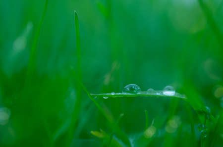 Close up rain drop on green leaf with sun shining in the morning. Drops of dew with transparent water on wild grass, Beautiful Fresh natural background for eco friendly conceptの写真素材
