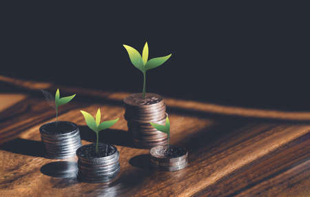 Tree growing on Stacks British money sterling pound coins on wooden table, GBP coins on the floor...