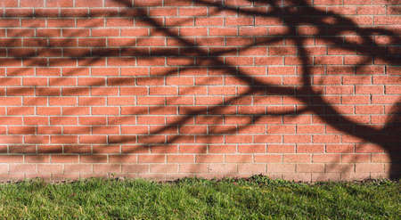 Brick wall textured with shadow of branches tree and lawn grass floor on Spring, Surface Red or Dark Brown block wall with light and shadow with meadowの写真素材
