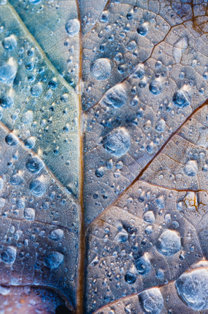Close up Leaf Texture background, Rain drops of transparent water on Colourful leaf. Beautiful Fresh natural background for eco friendly conceptの写真素材