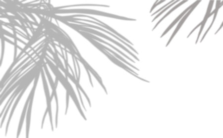 Coconut Palm Leaves Shadow, Tropical Laves Overlay on white backgroundの写真素材