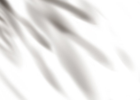 Leaves shadow overlay on white background, isolated Abstract Transparent Branches leaves, Illustration elements of Sunbeams from Window for Studio backgroundの写真素材