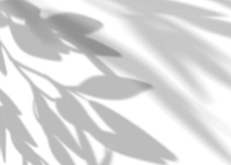 Leaves shadow overlay on white background,Natural branches leaves overlay,Layout composition for...