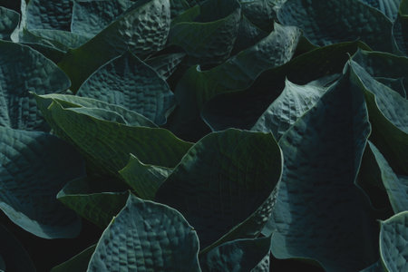 Green leaves texture pattern background, Vintage tone Green Spring, Summer Natural background for...