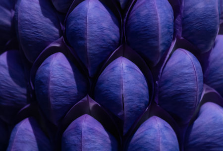 Lupin Persian Slipper, Close up Patels of Violet - Blue  Spring, Macro Summer Flower Cluster pattern in English Gardenの写真素材