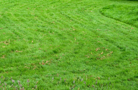 Grass field texture, Nature Green Meadow Sport Fieldの写真素材