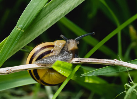 Snail Muller on the dry leaf in garden on Spring. Mollusk snails with brown shell crawling on wild grass in forest, Beautiful freshness natural in the morning with wild Slug in Summer parkの写真素材