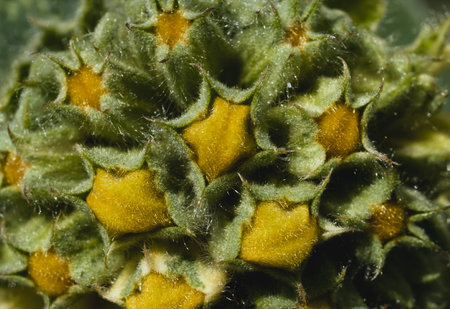 Macro flower stamens covered with pollen, Close up inside of Summer Flower Blossom in English Gardenの写真素材