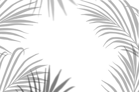 Palm Leaves with Transparent shadow effects frame on white background,Tropical  coconut leaves border isolated with blurry shadow overlayの写真素材