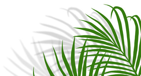 Palm Leaves with Transparent shadow effects on white background Tropical  Coconut leaf with blurry shadow overlayの写真素材