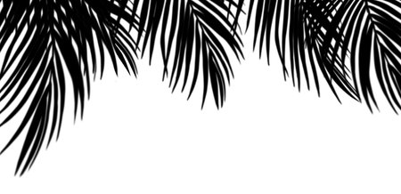 Shadow Palm Leaves onn white wall background, Tropical Coconut Leaf Overlay, Element object for Spring Summer, Mock up Product Presentationの写真素材