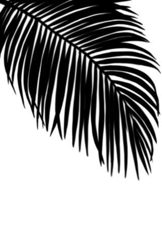 Shadow Palm Leaves onn white wall background, Tropical Coconut Leaf Overlay, Element object for Spring Summer, Mock up Product Presentationの写真素材
