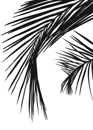 Shadow Palm Leaves silhouette on white wall background, Tropical Coconut Leaf Overlay, Element object for Spring Summer, Mock up Product Presentationの写真素材