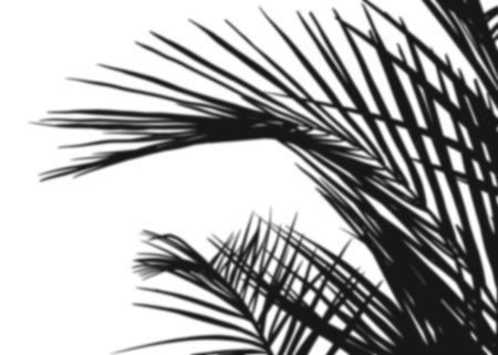 Shadow Palm Leaves silhouette on white wall background, Tropical Coconut Leaf Overlay, Element object for Spring Summer, Mock up Product Presentationの写真素材