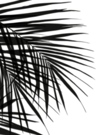 Shadow Palm Leaves silhouette on white wall background, Tropical Coconut Leaf Overlay, Element object for Spring Summer, Mock up Product Presentationの写真素材