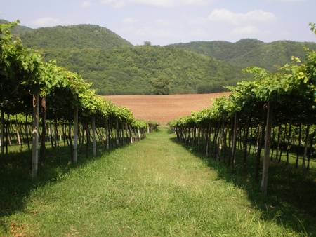 grape yard in front of the hillの写真素材