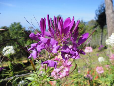 nice purple flower on Thailand hillの写真素材