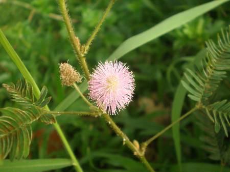 a little circle pink color flowerの写真素材