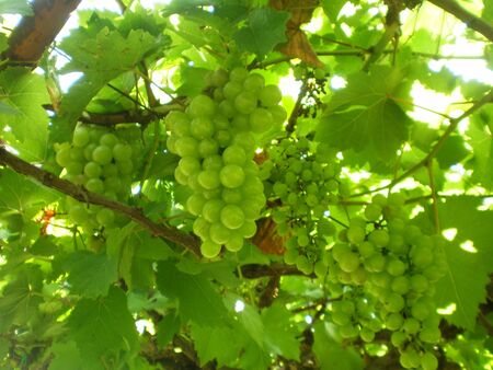 green grape fruit of Thailandの写真素材
